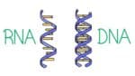 Difference Between DNA and RNA