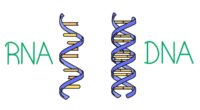 Difference Between DNA and RNA