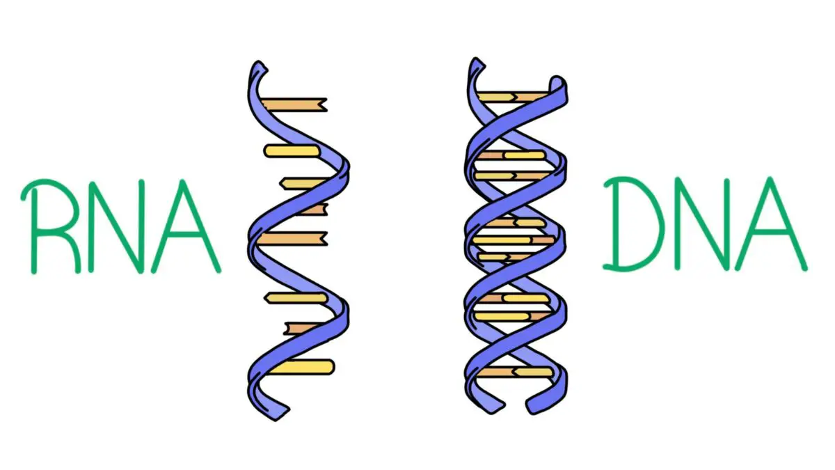 Difference Between DNA and RNA