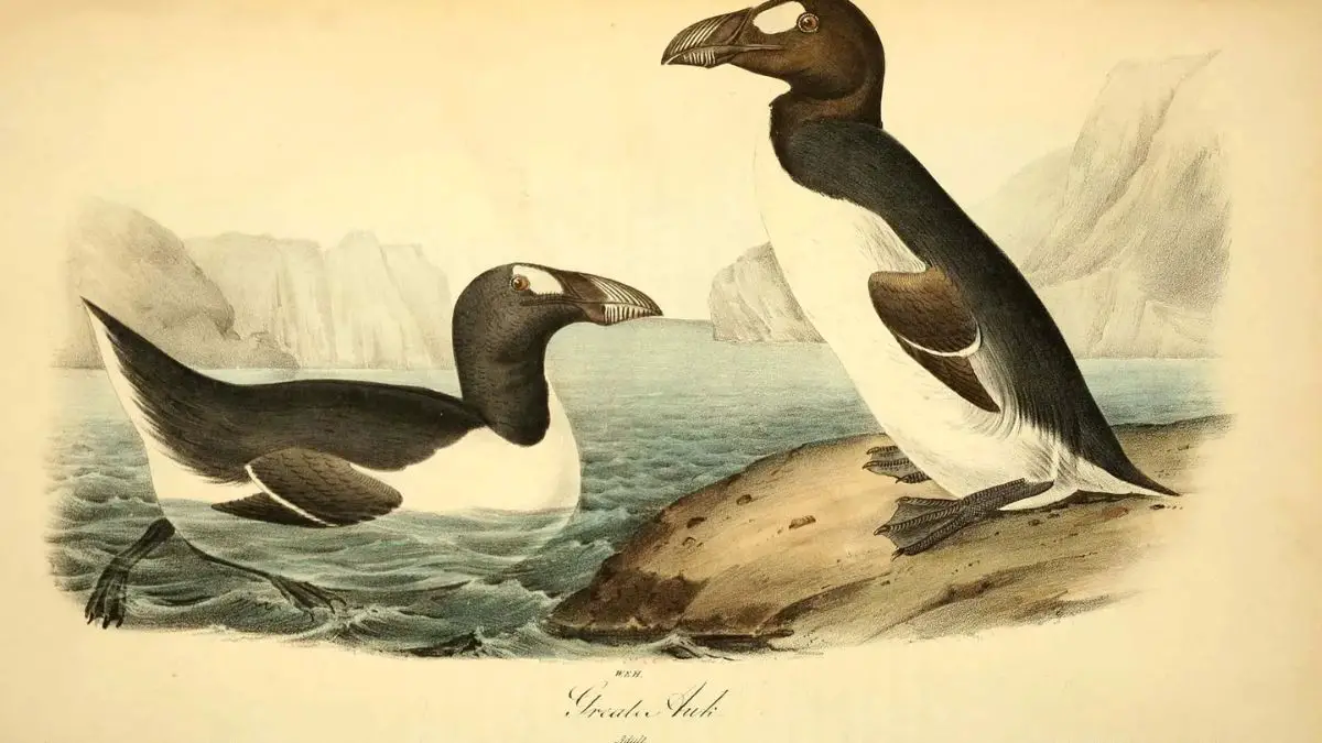 Extinction of the Great Auk - 1844 AD - Major Historical Events on June 3