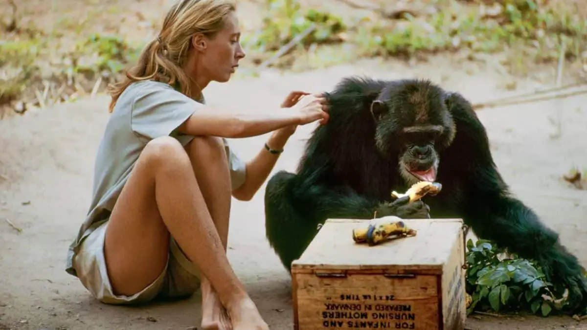 Jane Goodall's Chimpanzee Research - 1960 AD