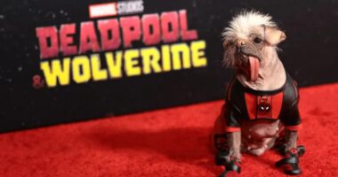 Dogpool: From 'Britain's Ugliest Dog' to the Spotlight in 'Deadpool & Wolverine