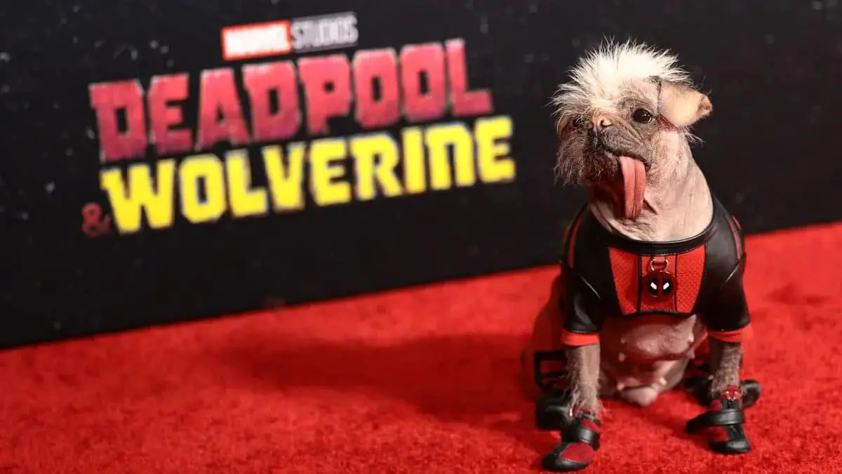 Dogpool: From 'Britain's Ugliest Dog' to the Spotlight in 'Deadpool & Wolverine