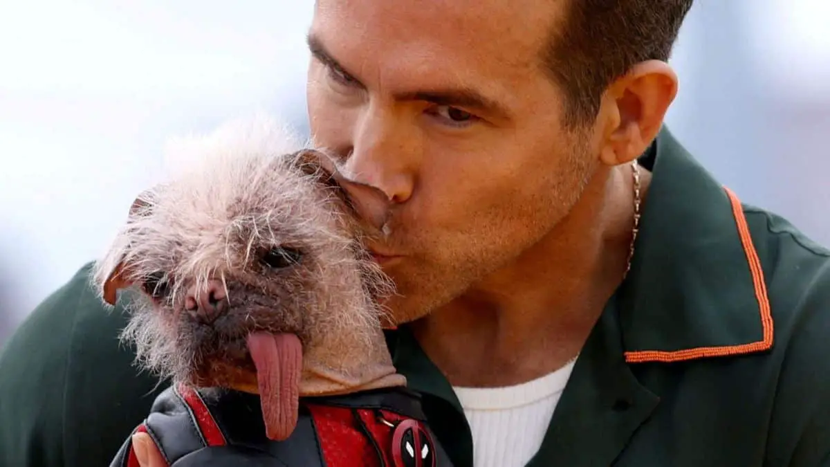 Dogpool: From 'Britain's Ugliest Dog' to the Spotlight in 'Deadpool & Wolverine