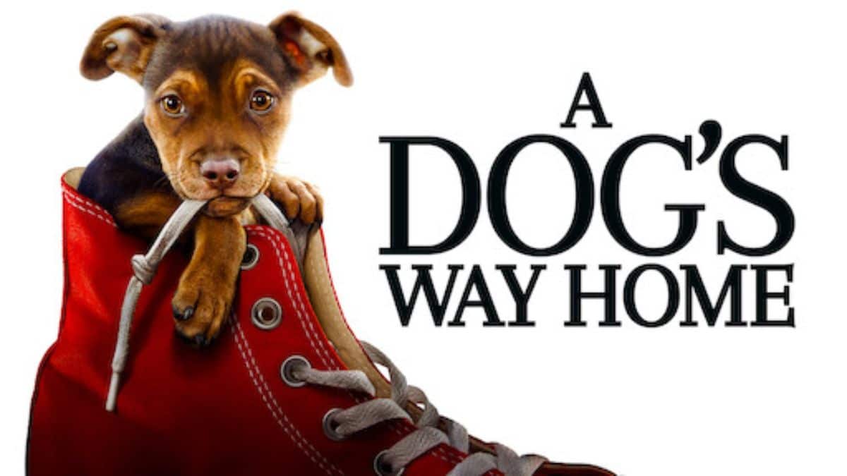 A Dog's Way Home (2019)