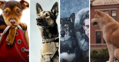 International Dog Day: Best Dog Movies Based on True Events