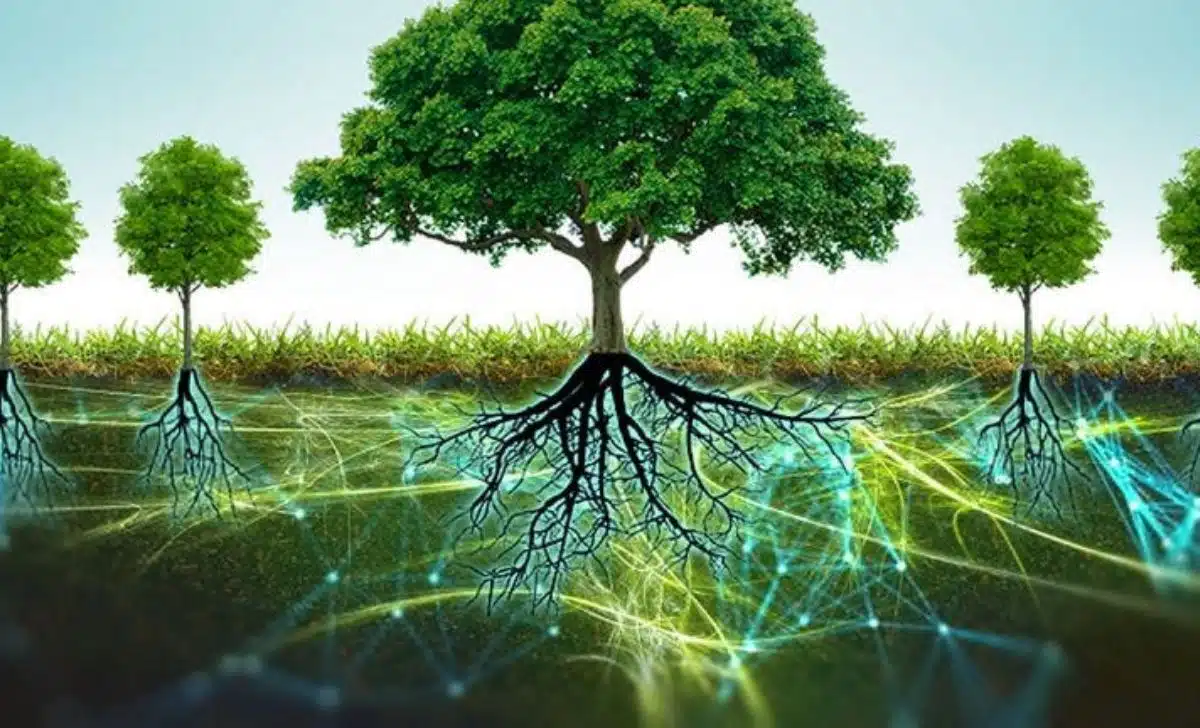 How Plants Communicate