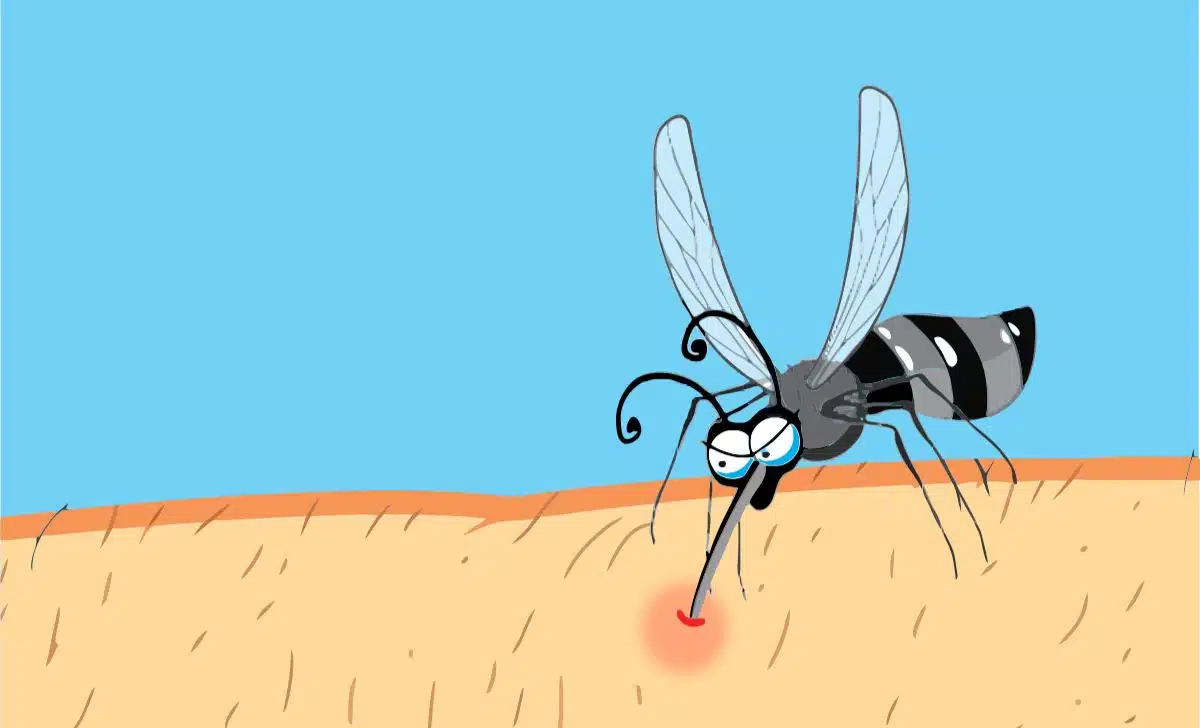 Why Do Mosquitoes Love Some People More Than Others The Science Behind Mosquito Magnets