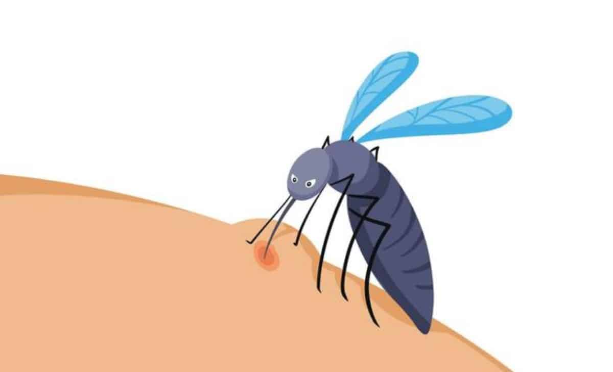 Why Do Mosquitoes Love Some People More Than Others The Science Behind Mosquito Magnets