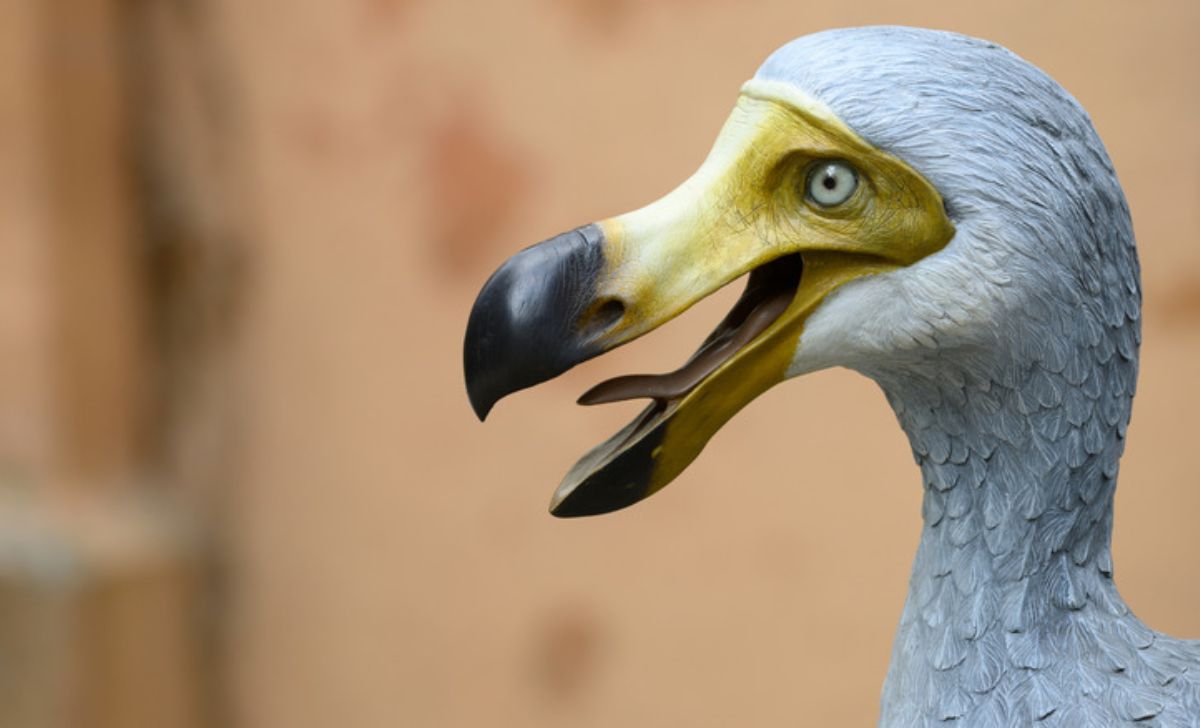 The Dodo Was a Survivor—Until We Arrived