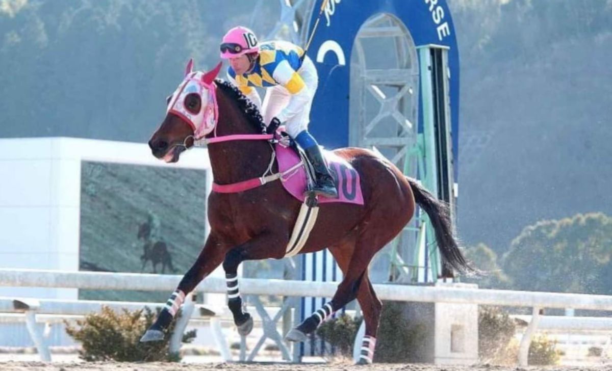 Haru Urara, Japanese Racehorse Famous For 113 Straight Losses, Dies At 29