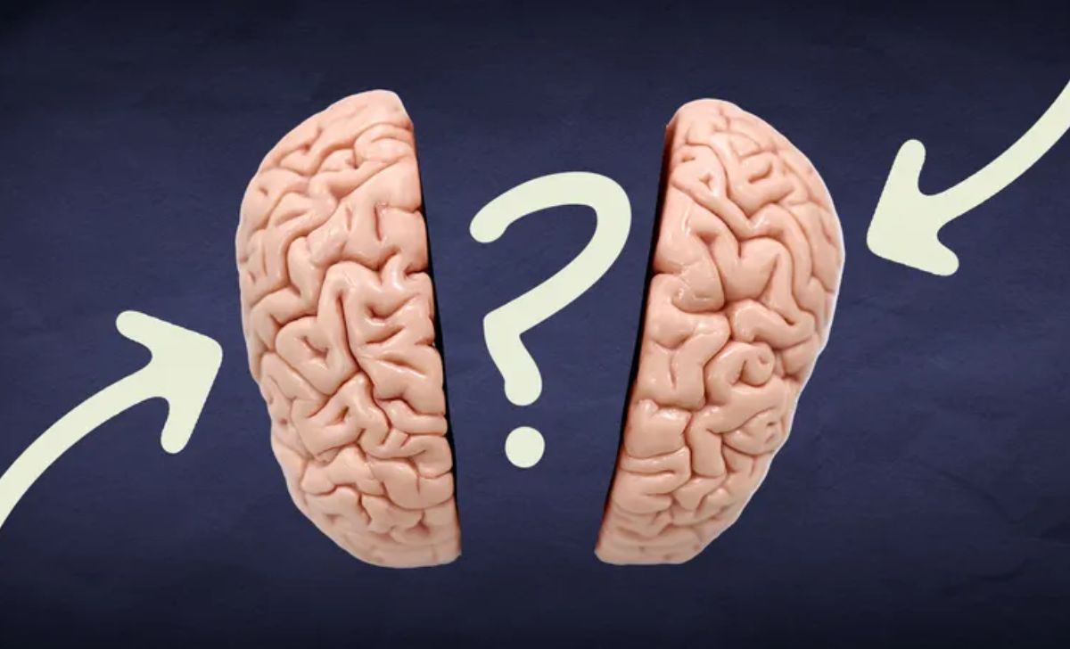 The Truth Behind the Left Brain–Right Brain Myth