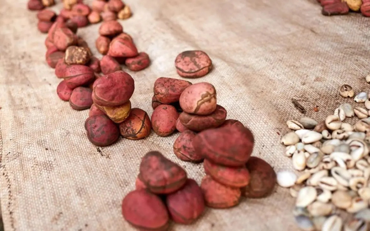 The Kola Nut The Seed That Gave Coca-Cola its Name
