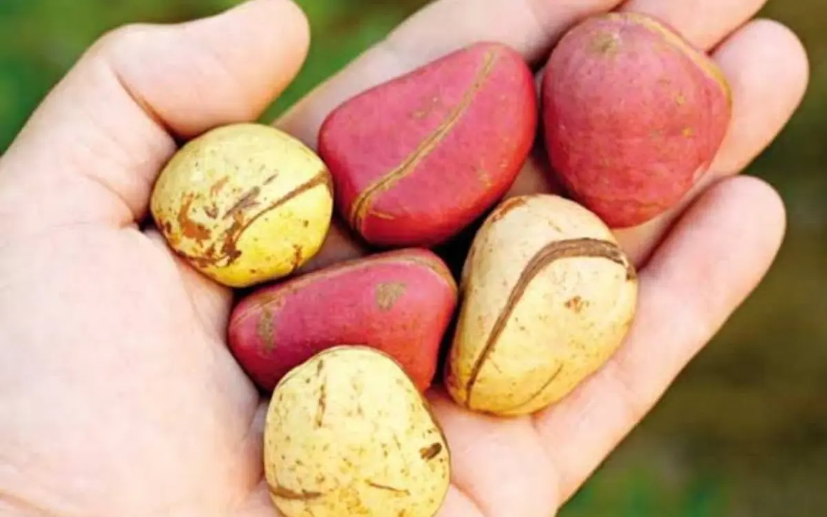 The Kola Nut The Seed That Gave Coca-Cola its Name